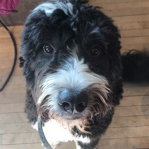 Meet your Posher, Annabelle